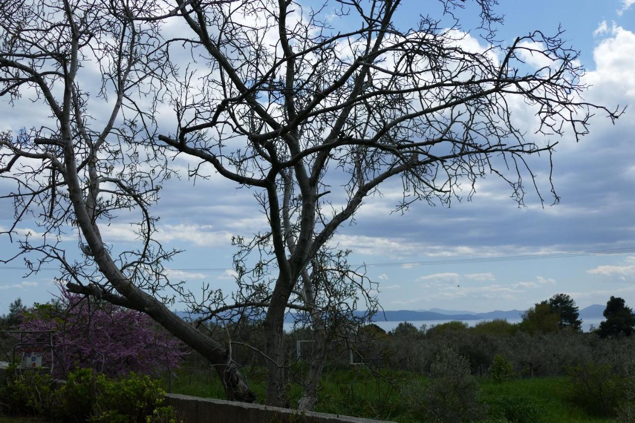 Art Pelion Agria